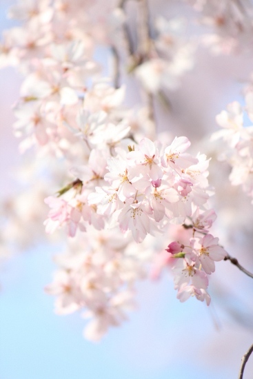 1858-12.4.8祇園枝垂桜　下り枝に花.jpg